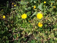 iara Scorciavacca-20110306 062